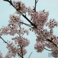 【広島の桜スポット】三原市にある『筆影山』と『竜王山』は瀬戸内海を一望できる桜の名所！