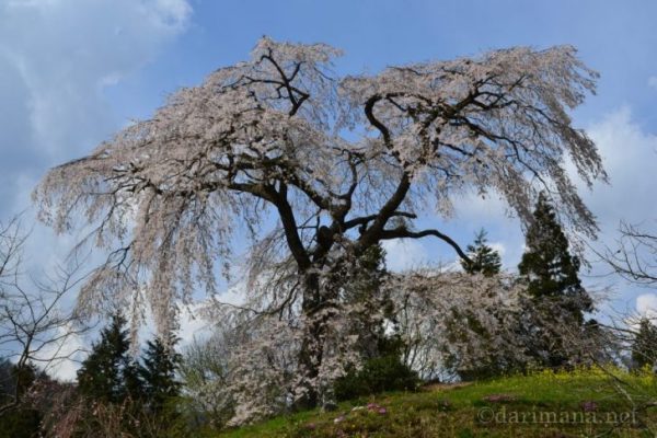 【広島の桜スポット】広島県内で一番有名な桜の木！『与一野のしだれ桜』を見に行ってきた。