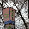 【広島の桜スポット】東広島市の国道185号線沿いにある『正福寺山公園』はハンパない桜の本数が魅力的！