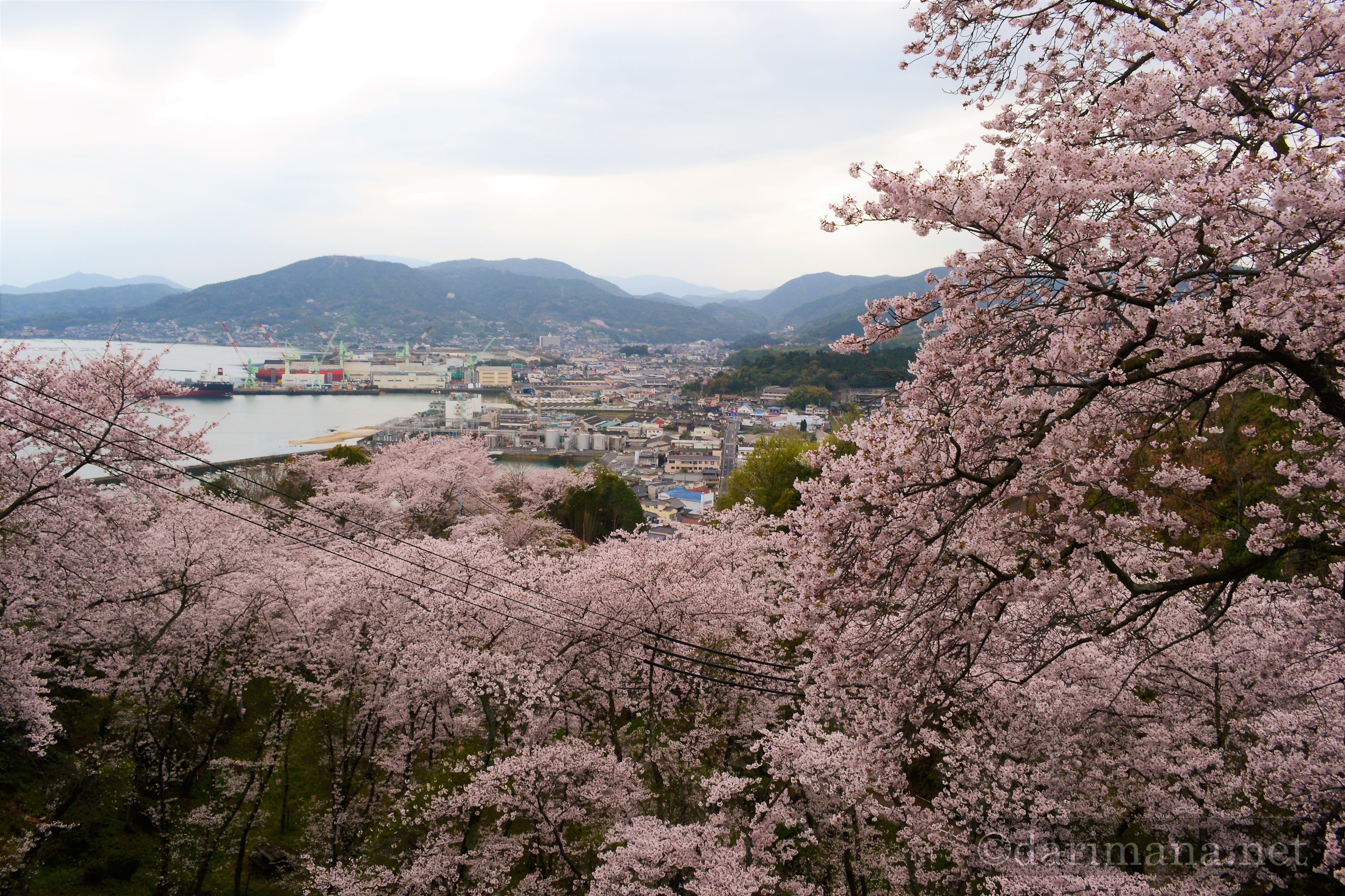 広島の桜スポット 東広島市の国道185号線沿いにある 正福寺山公園 はハンパない桜の本数が魅力的 ダリマナ Darimana