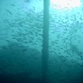 バリ島トランベンで沈船ダイビング！魚群にウミガメと初心者でも大満足。